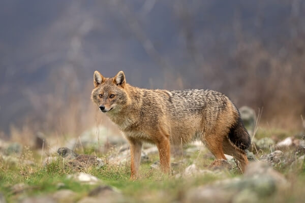 bulgaria golden jackal