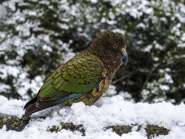 New Zealand Kea bird