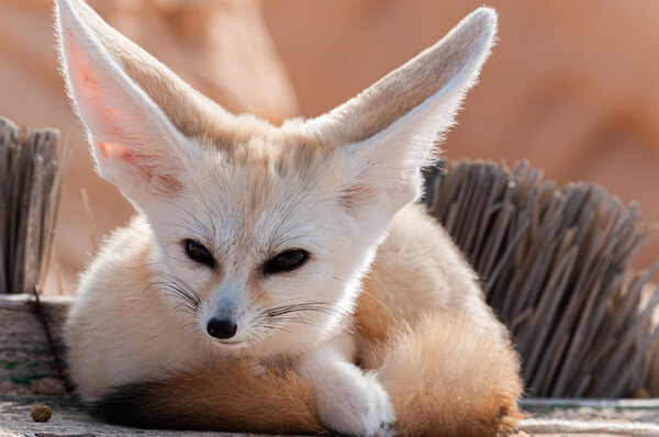 desert fox