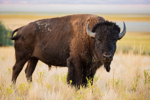 American bison