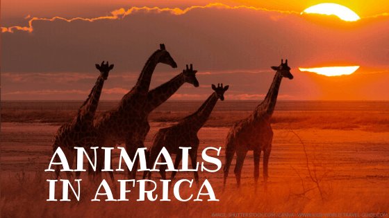 animals in africa - kids world travel guide