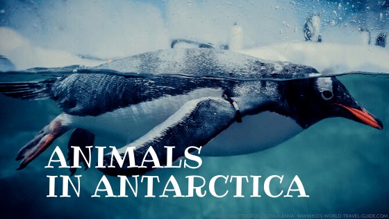animals in antarctica - kids world travel guide