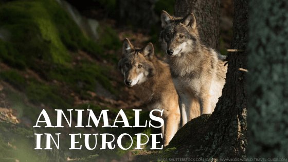 animals in europe - kids world travel guide