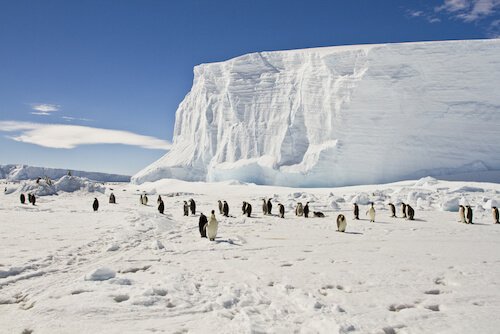 Antarctica ice with penguins and clear blue sky Antarctica ice with penguins and clear blue sky