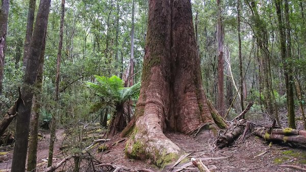 Giant gum trees in Tasmania