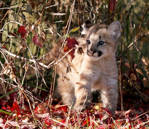 Baby cougar