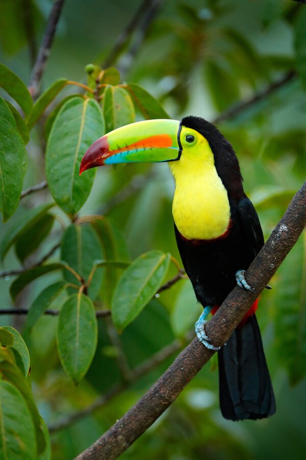 belize toucan