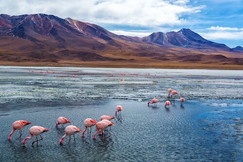 Pink flamingoes in Bolivia's Salar de Uyuni