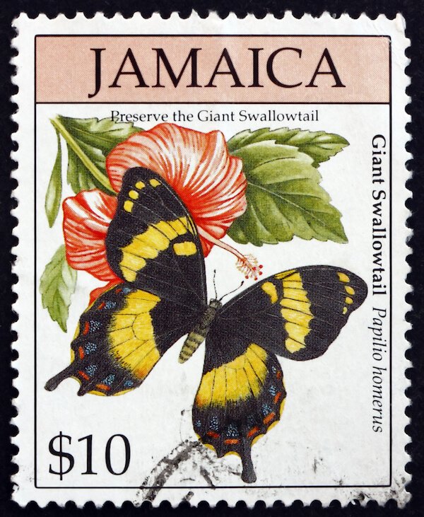 jamaica giant butterfly jamaica butterfly