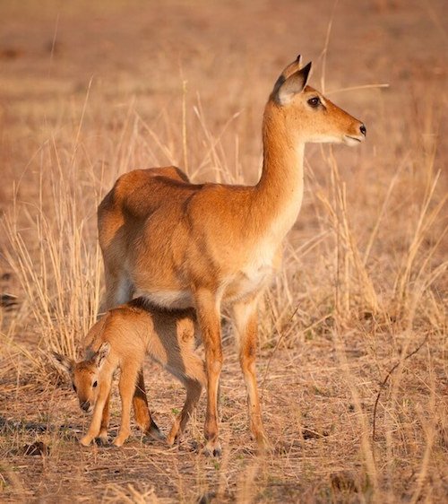 Namibian animals: Puku and Baby