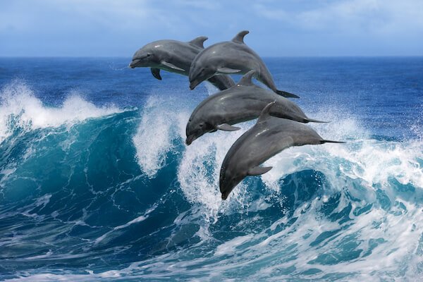 dolphins