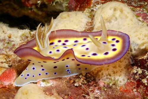nudibranch