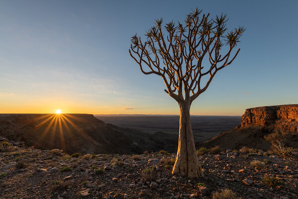 Quiver Tree - national tree of Namibia quiver tree