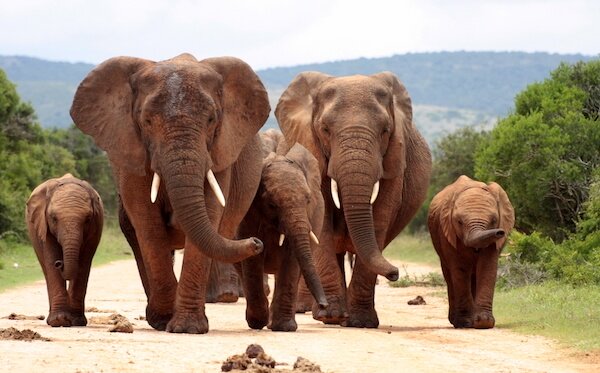 south africa elephants